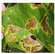 Bacterial Blight