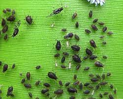 Aphid