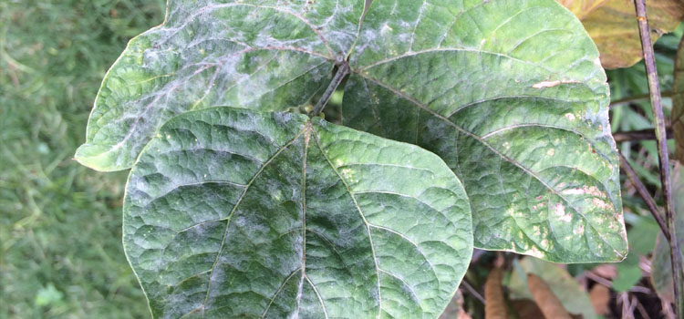 Powdery Mildew