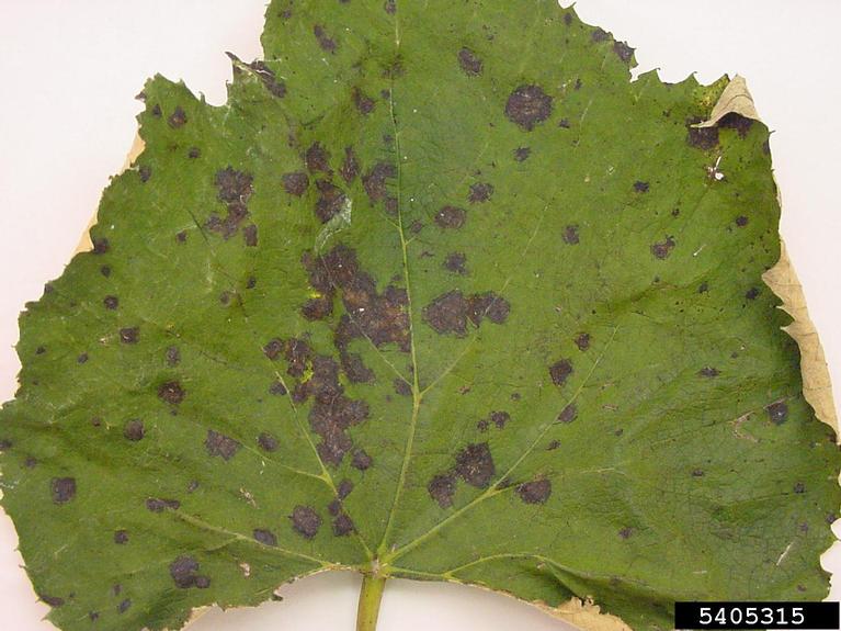 Bacterial leaf spot