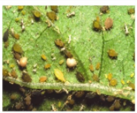 Aphid