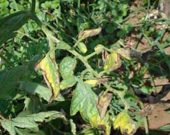 Potassium Deficiency