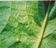 Thrips