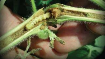 Girdle beetle