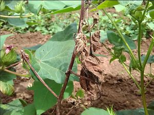 Root Rot