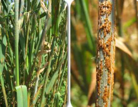 Stem Rust