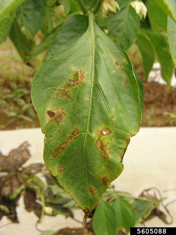 Bacterial Leaf Spot