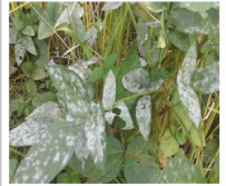 Powdery mildew