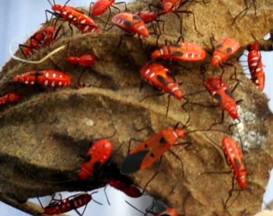 Red Cotton Bug