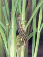 Swarming caterpillar