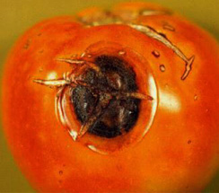 Anthracnose