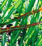 Red striped disease