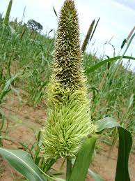 Downy Mildew