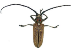 Mango stem borer