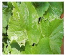 Leaf minor
