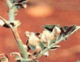 Ascochyta blight 