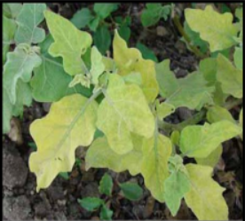 Nitrogen Deficiency