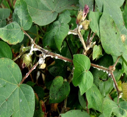 Whiteflies