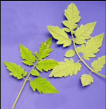 Sulphur Deficiency