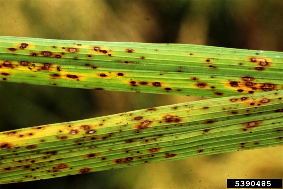 Brown Leaf Spot