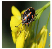 Painted bug