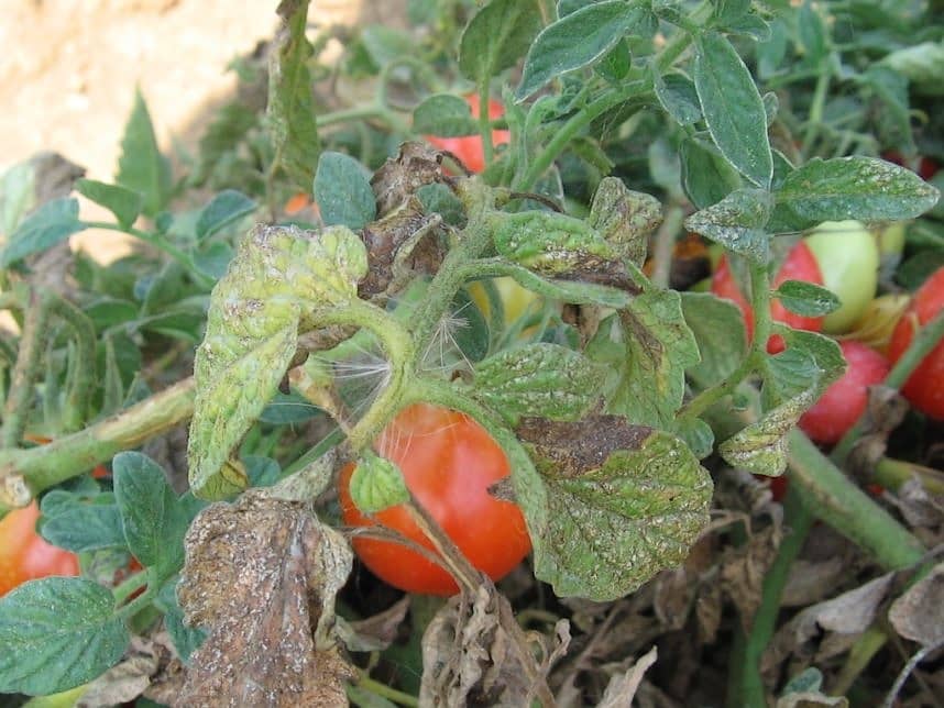 Spider Mite