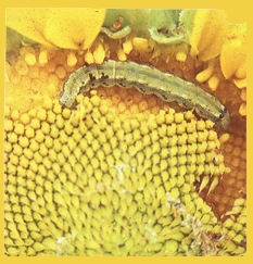 Capitulum Borer