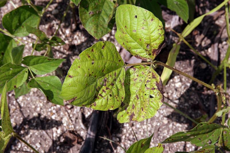 Root Rot and Leaf Blight