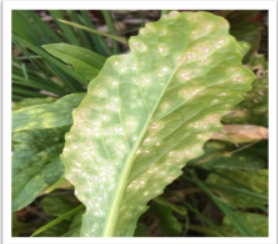 White Rust