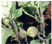 Aphid
