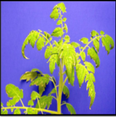 Boron Deficiency