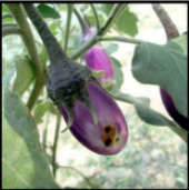 Fruit and Shoot Borer