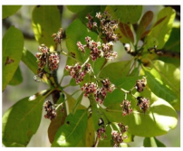 Inflorescence blight