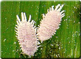 Mealy Bug