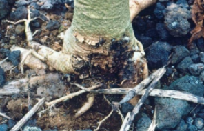 Stem Rot and Foot Rot