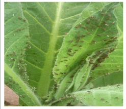 Aphid