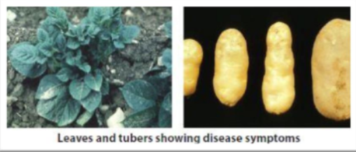 Potato Spindle Tuber Viroid (PSTVd)