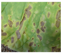 Brown Spot