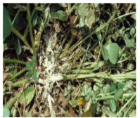 Stem rot
