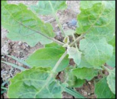 Boron  deficiency