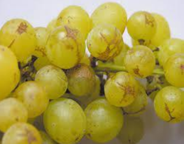 Thrips