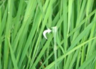 Rice Skipper