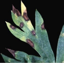 Cercospora leaf spot