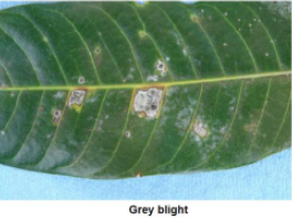 Grey Blight
