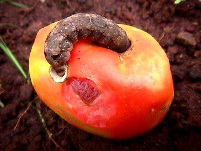 Fruit Borer