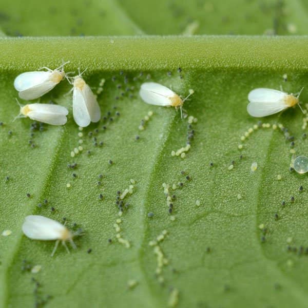 White Fly