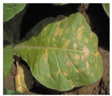 Anthracnose