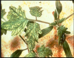 Iron Deficiency