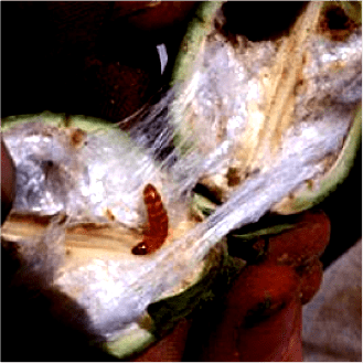 Pink Bollworm