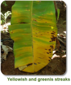 Yellow sigatoka